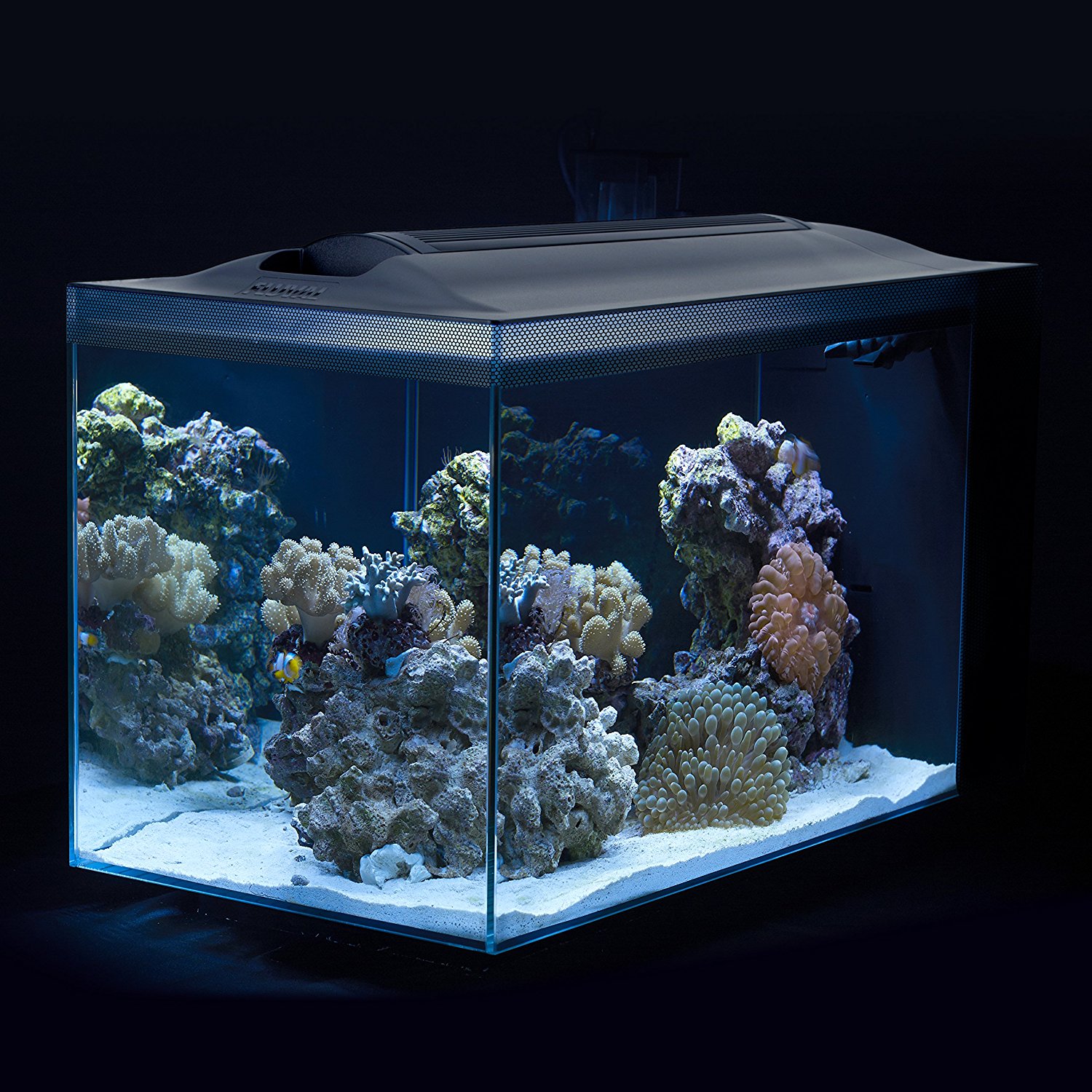 Best Fish Nano Tank Best nano reef fish tanks and aquariums 2022