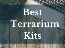 Best Terrarium Kits