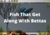 Fish That Get Along With Bettas